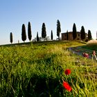 Morgenstimmung im Val d'orcia