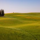 Morgenstimmung im Val d'Orcia