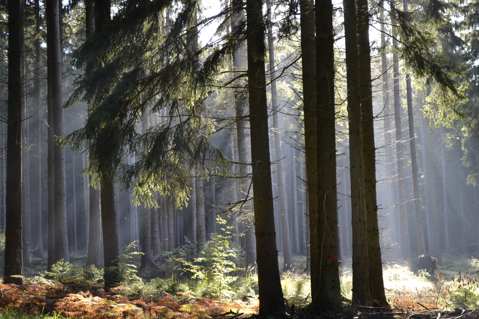 Morgenstimmung im Wald