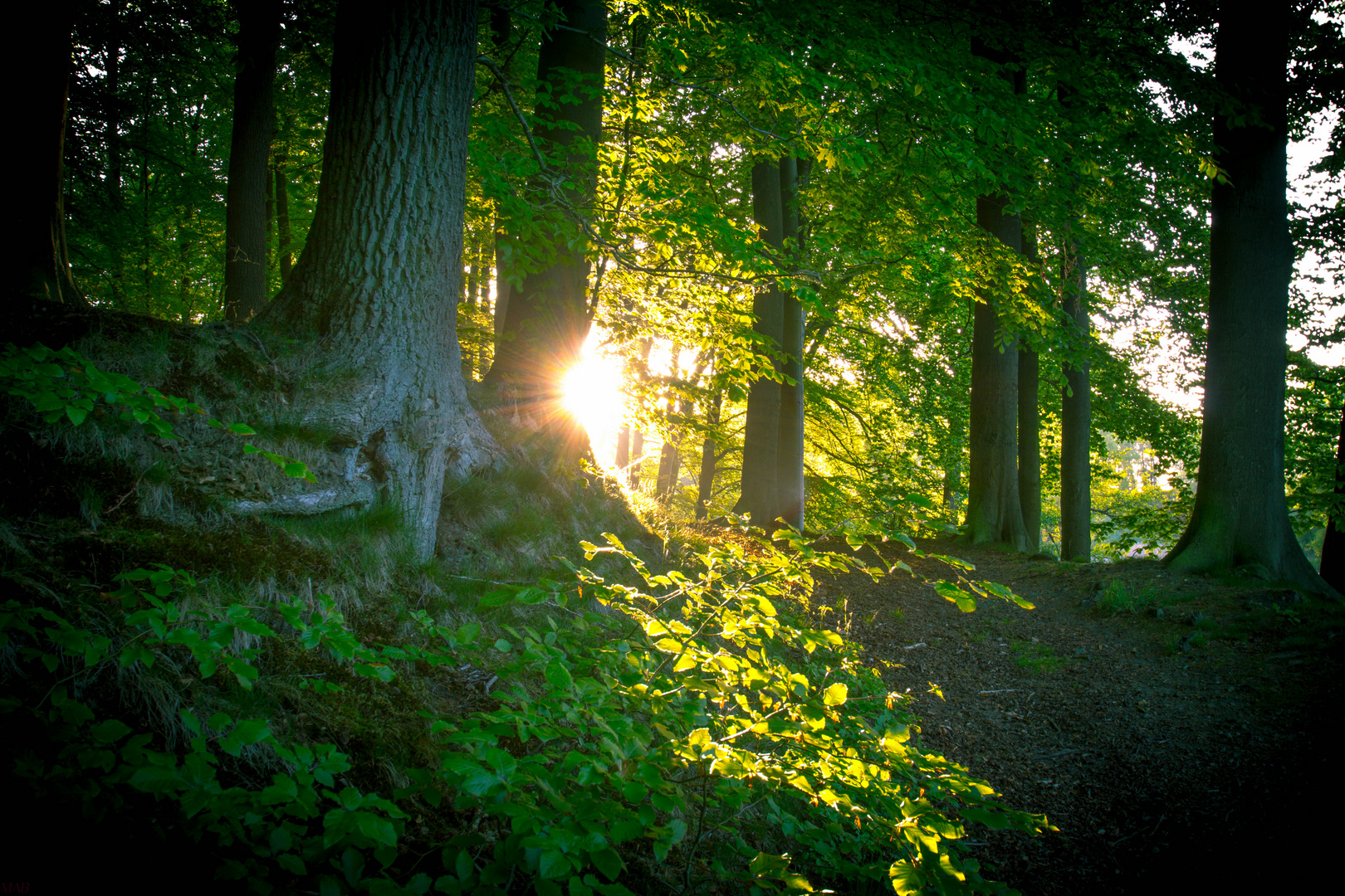 Morgenstimmung im Wald