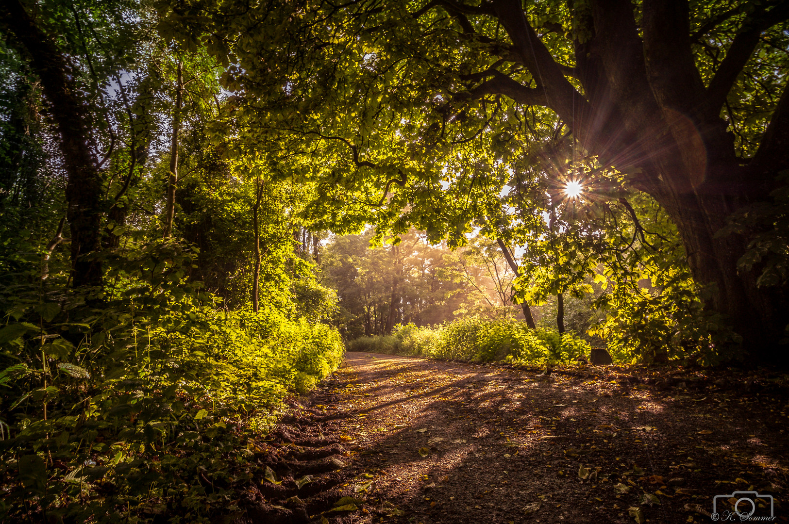 Morgenstimmung im Wald