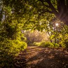 Morgenstimmung im Wald