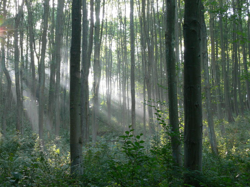 Morgenstimmung im Wald