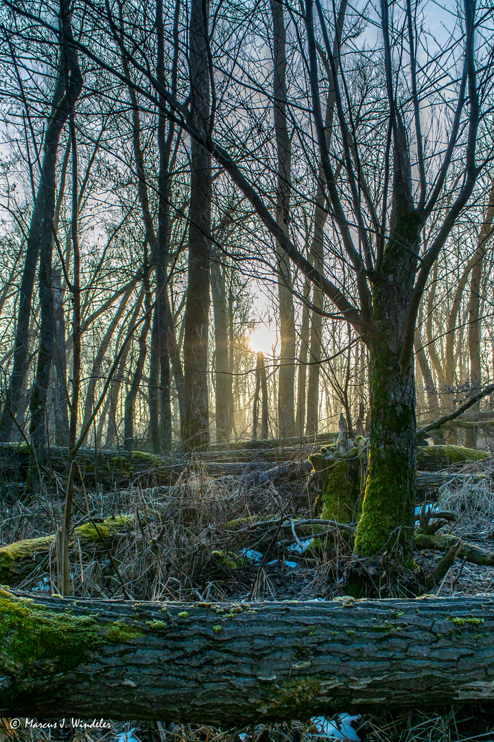 Morgenstimmung im Wald