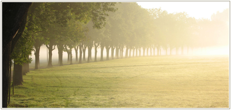 Morgenstimmung im Wiesengrund