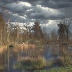 Morgenstimmung im winterlichen Moor