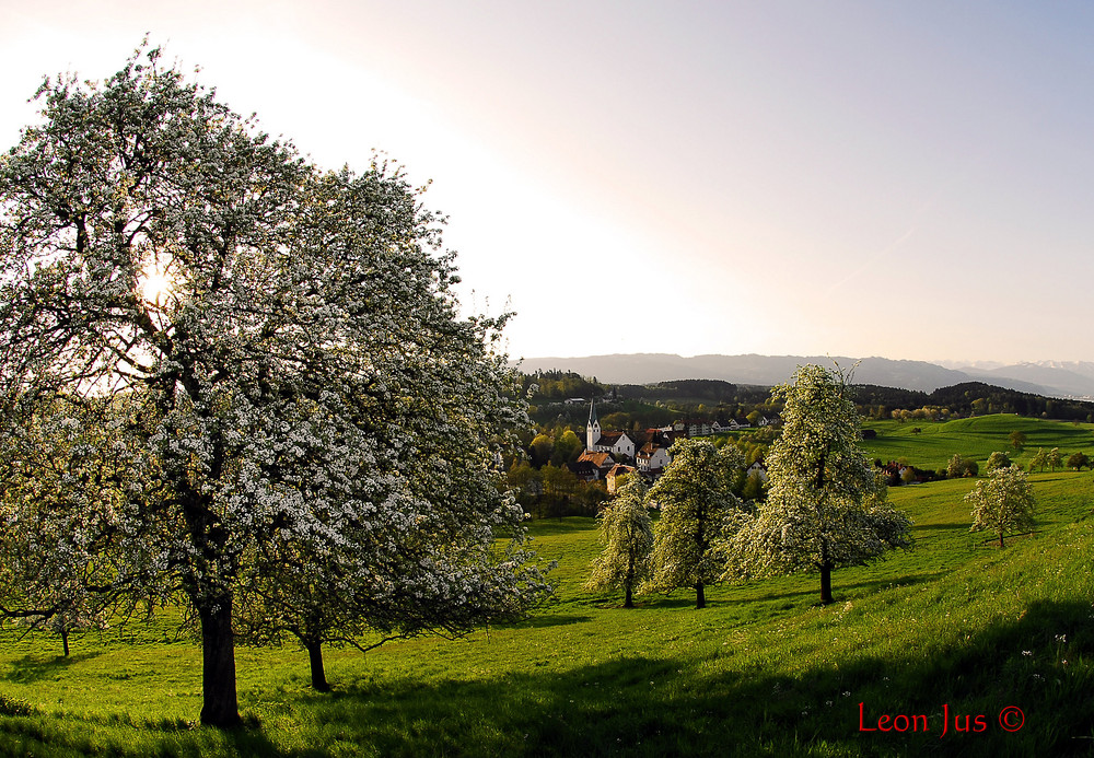 Morgenstimmung in Allgäu