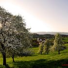 Morgenstimmung in Allgäu