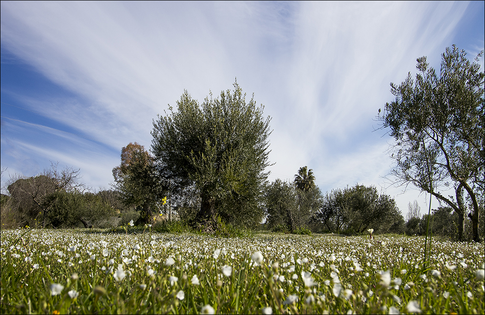 Morgenstimmung in Andalusien