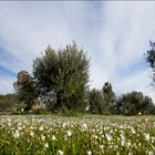 Morgenstimmung in Andalusien