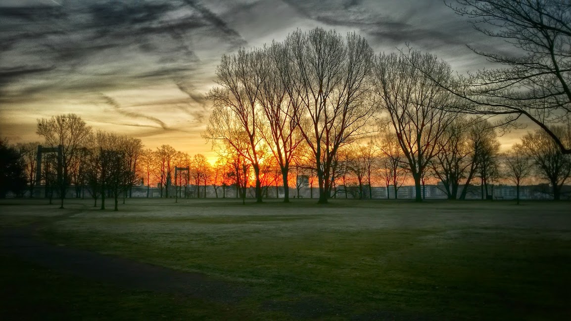 Morgenstimmung in den Rheinauen, Köln