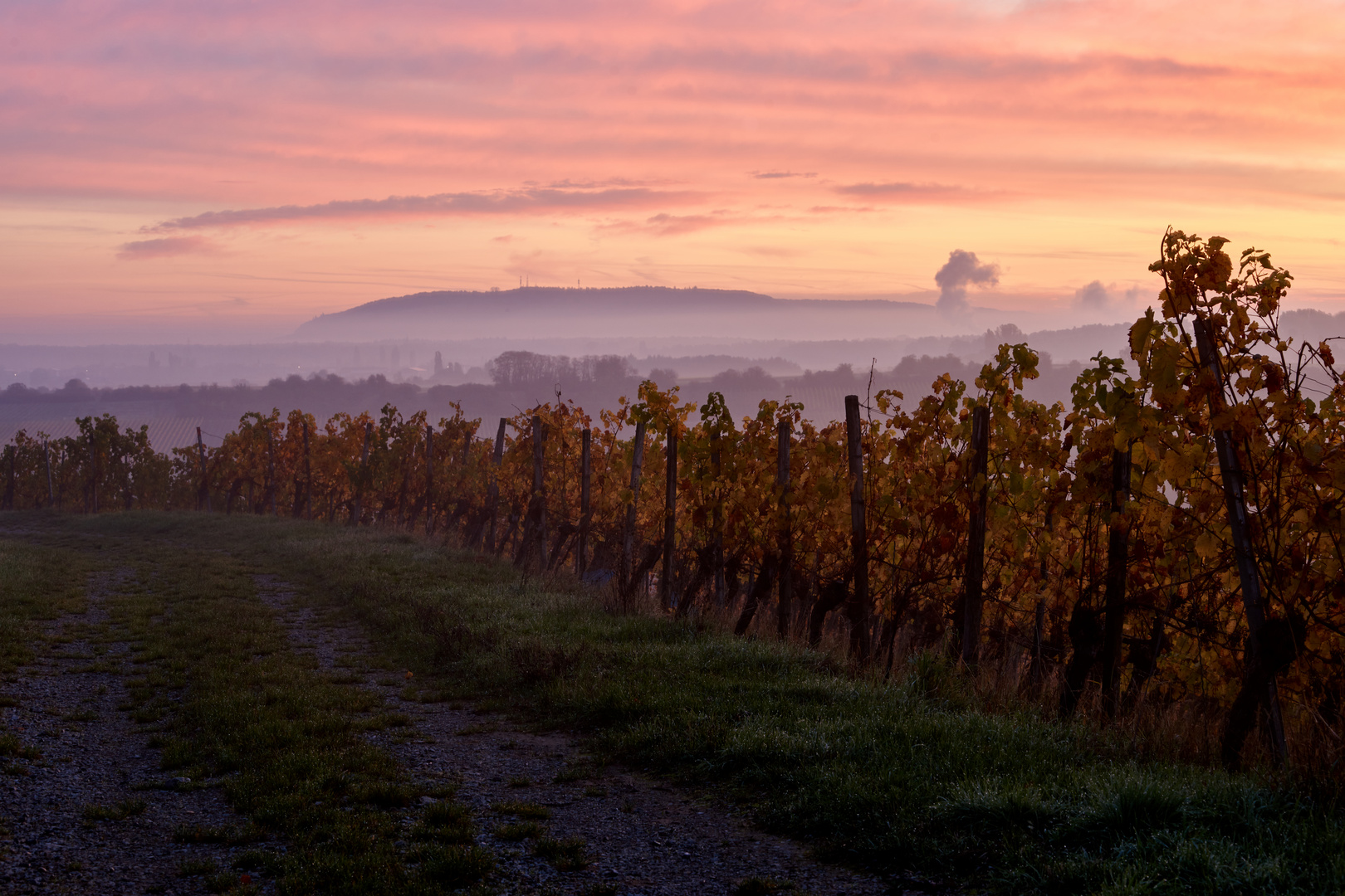 Morgenstimmung in den Weinbergen