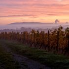 Morgenstimmung in den Weinbergen