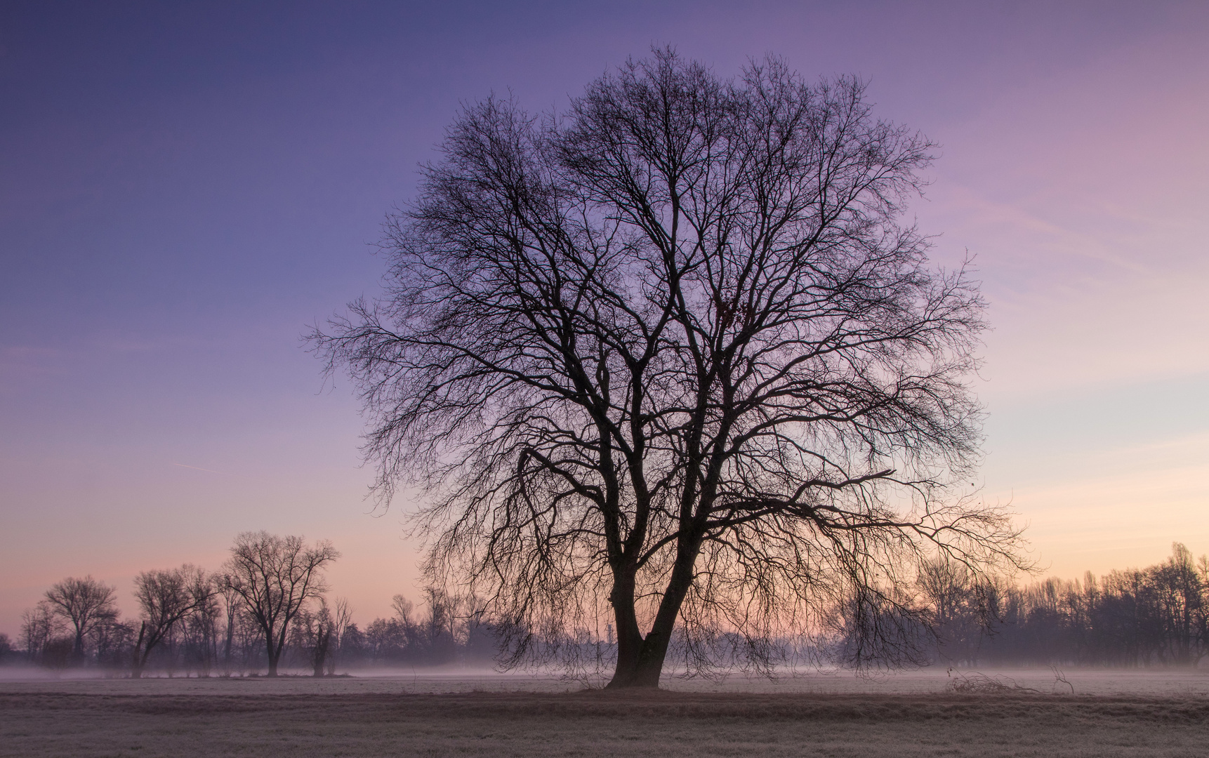 Morgenstimmung in den Wiesen