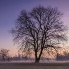 Morgenstimmung in den Wiesen