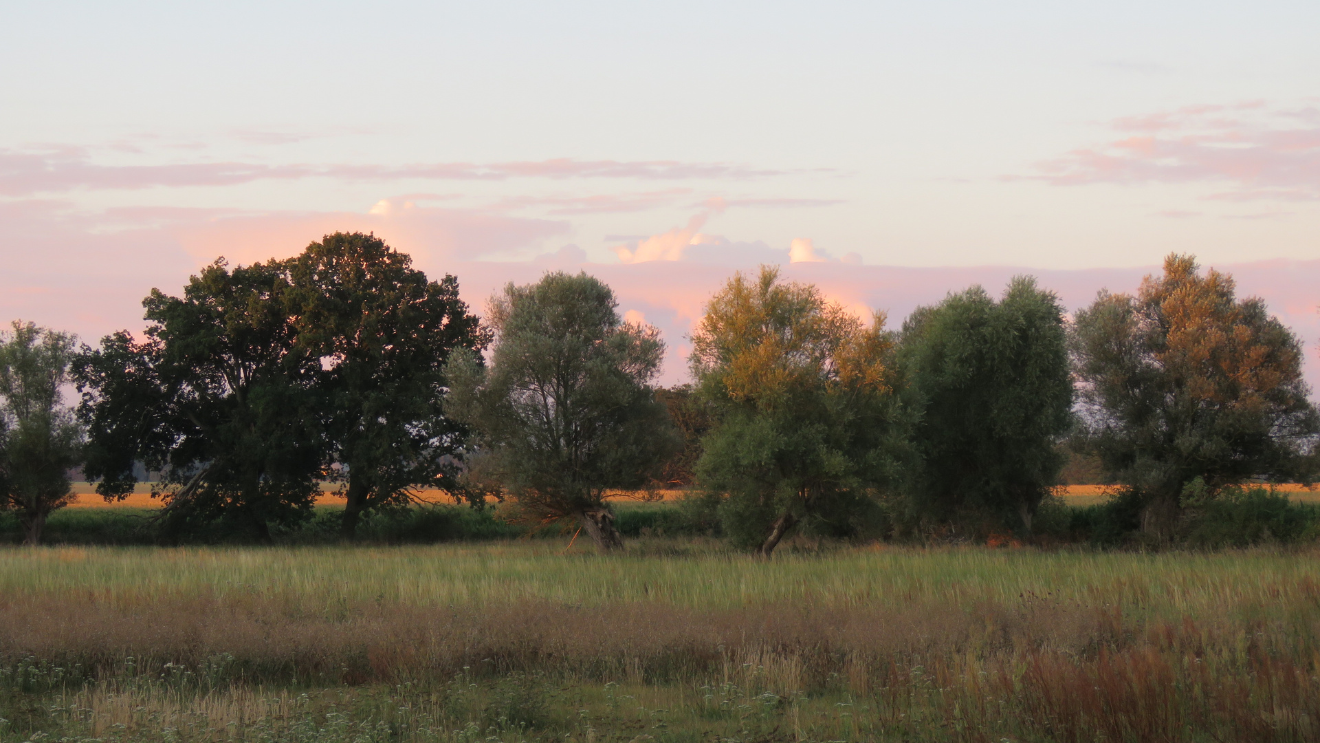 Morgenstimmung in der Altmark