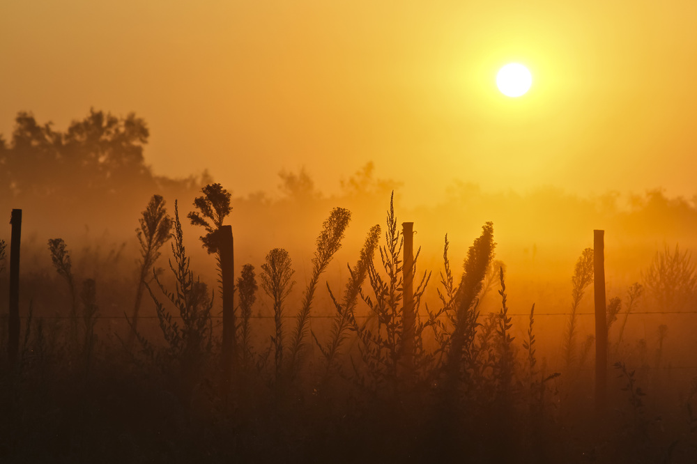 Morgenstimmung in der Camargue