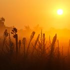 Morgenstimmung in der Camargue