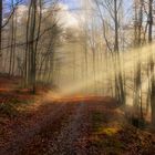 Morgenstimmung In der Eifel 2019