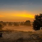 Morgenstimmung in der Heide beim Spaziergang