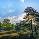 Morgenstimmung in der Heide