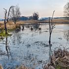 Morgenstimmung in der Horloff-Aue bei Trais-Horloff (Wetterau)