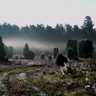 Morgenstimmung in der Lüneburger Heide