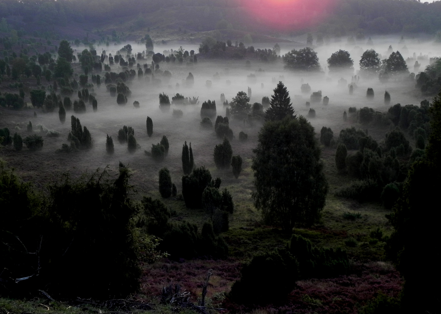 Morgenstimmung in der Lüneburger Heide