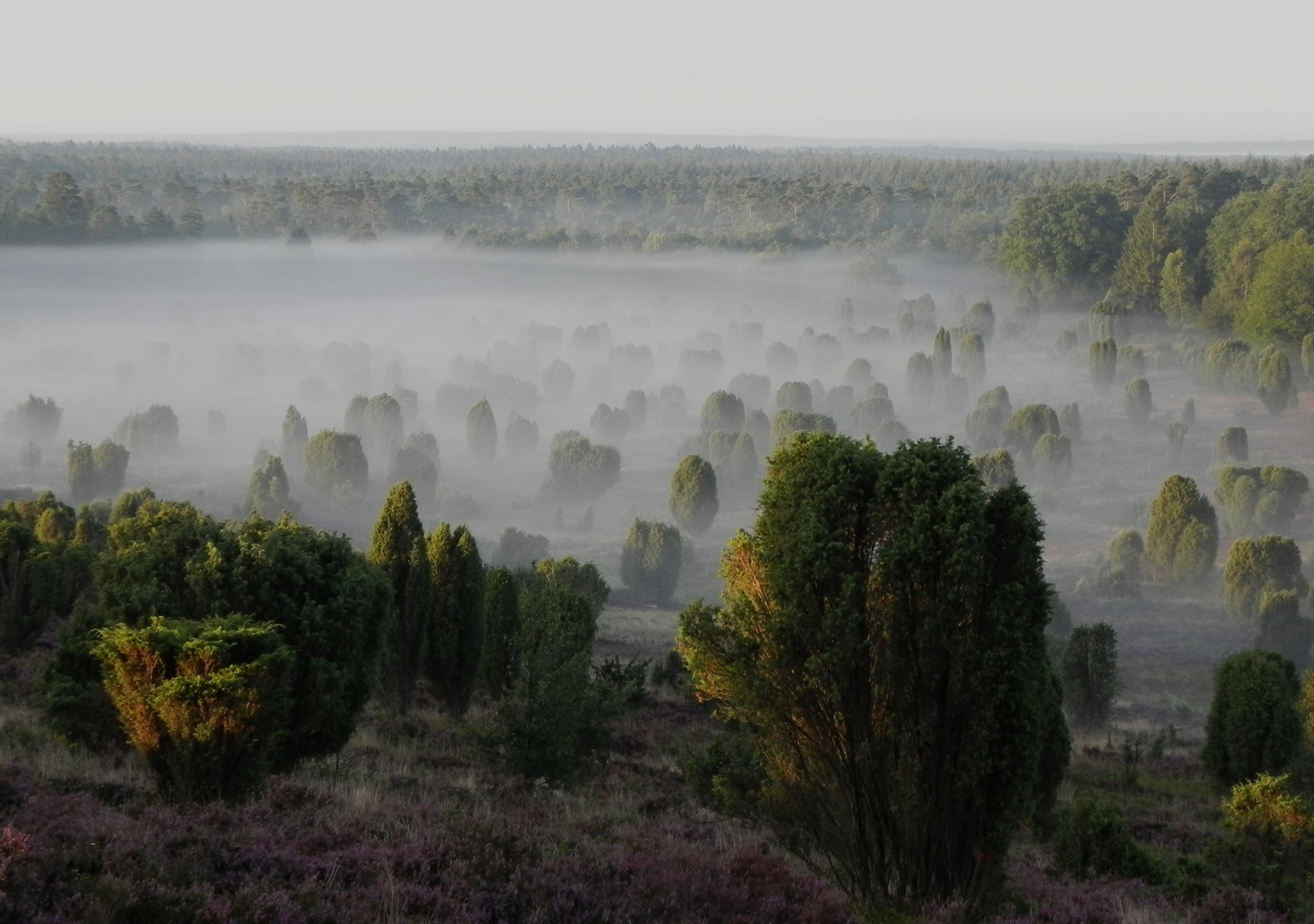 Morgenstimmung in der Lüneburger Heide 