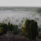 Morgenstimmung in der Lüneburger Heide 