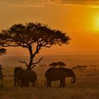 Morgenstimmung in der Maasai Mara