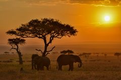 Morgenstimmung in der Maasai Mara