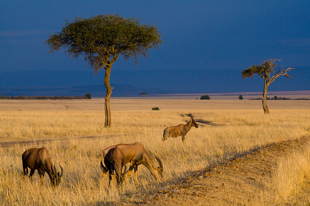 Morgenstimmung in der Masai Mara