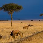 Morgenstimmung in der Masai Mara