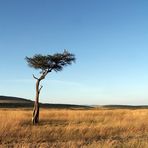 Morgenstimmung in der Masai Mara