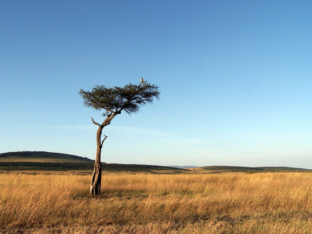 Morgenstimmung in der Masai Mara