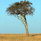 Morgenstimmung in der Masai Mara II