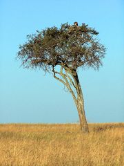 Morgenstimmung in der Masai Mara II