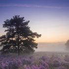 Morgenstimmung in der Mehlinger Heide