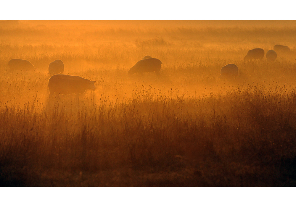 Morgenstimmung in der Nähe von Tinnum -2-