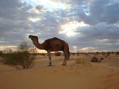 Morgenstimmung in der Sahara