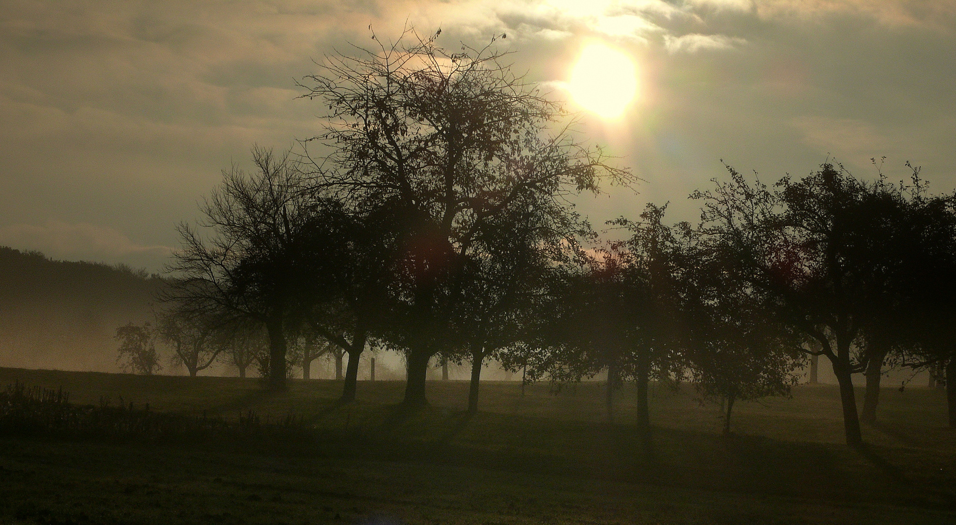 Morgenstimmung in der Streuobstwiese