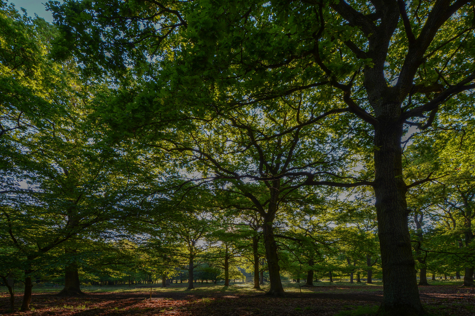 Morgenstimmung in der Wahner Heide