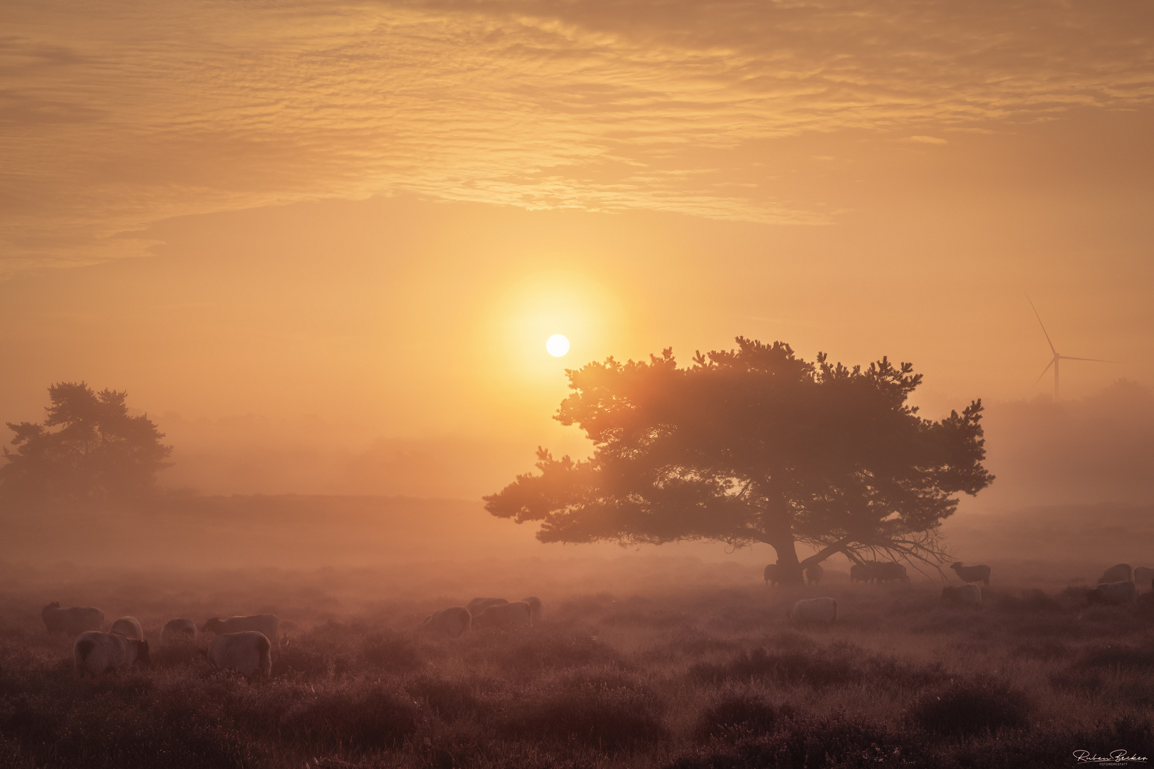 Morgenstimmung in der Westruper Heide