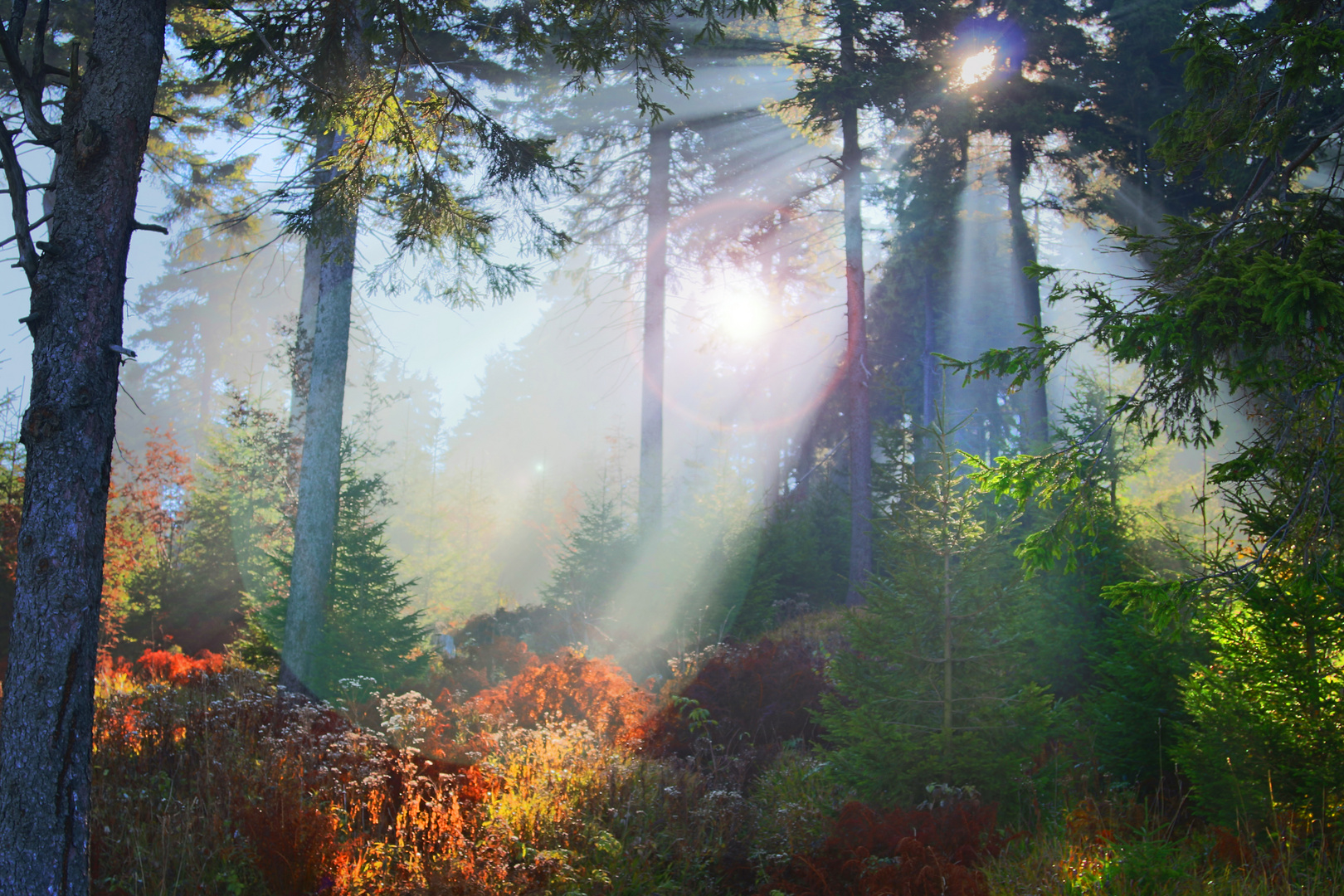 Morgenstimmung in einem Nadelwald II