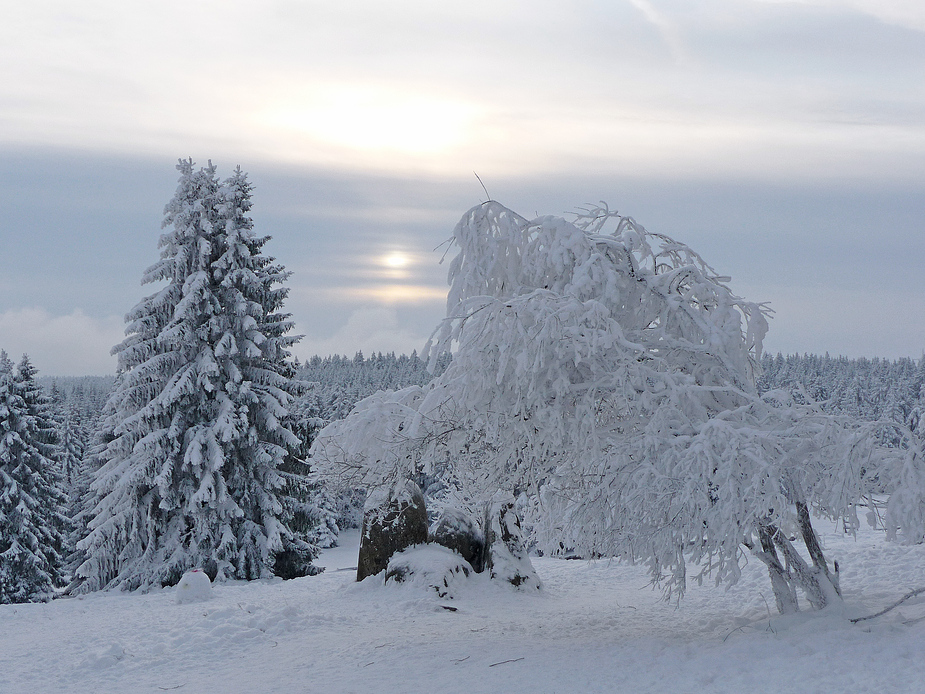 Morgenstimmung in Torfhaus