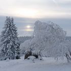 Morgenstimmung in Torfhaus