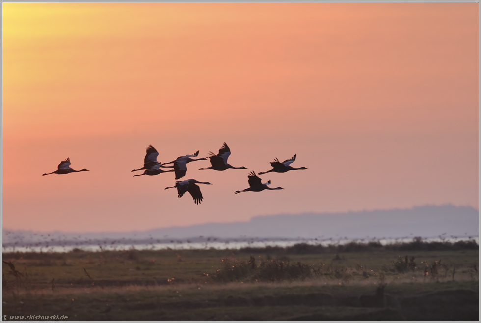 Morgenstimmung... Kranichvögel *Grus grus*