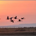 Morgenstimmung... Kranichvögel *Grus grus*