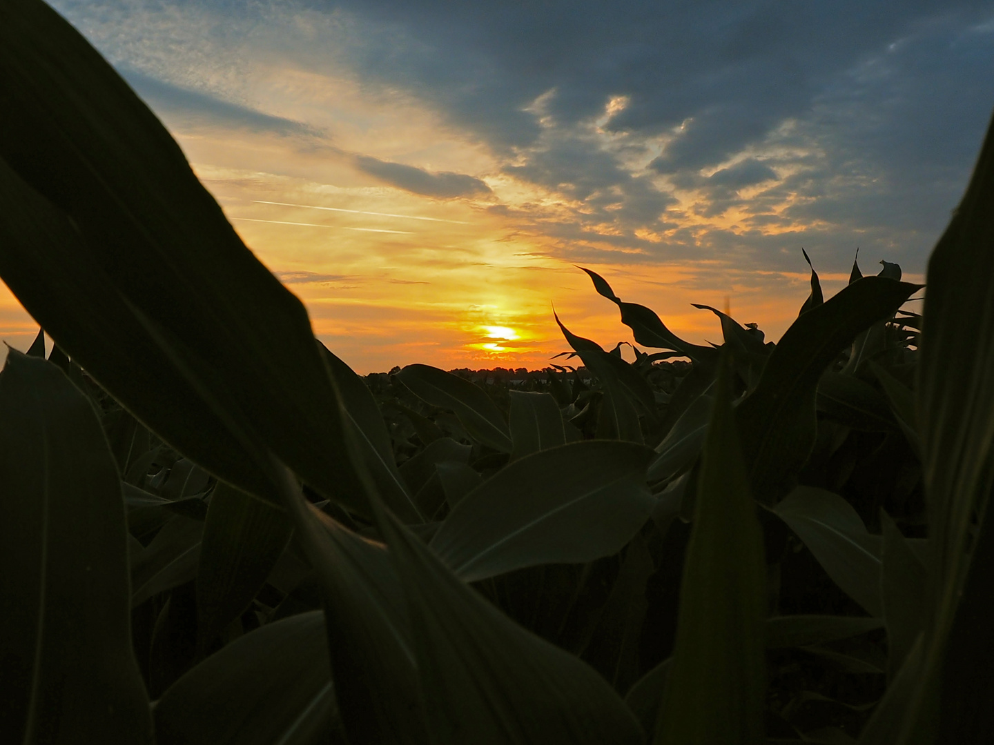 Morgenstimmung -Maisfeld